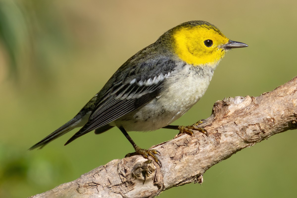 ML500353411 Hermit Warbler Macaulay Library