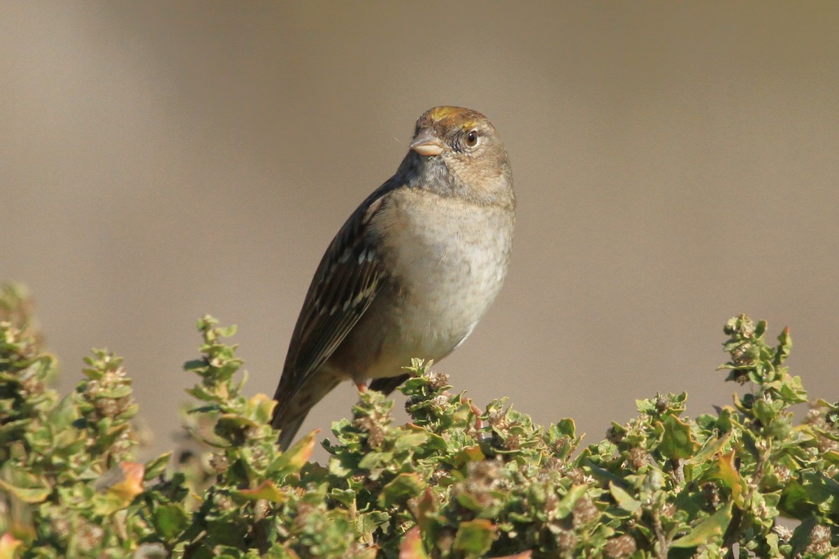 Golden-crowned Sparrow - ML500354921