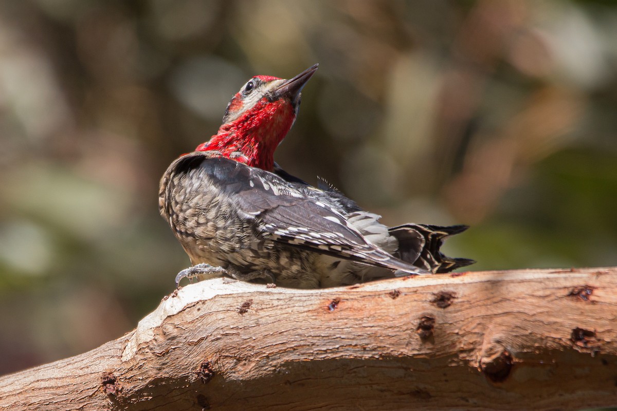 Red-naped x Red-breasted Sapsucker (hybrid) - ML500360771