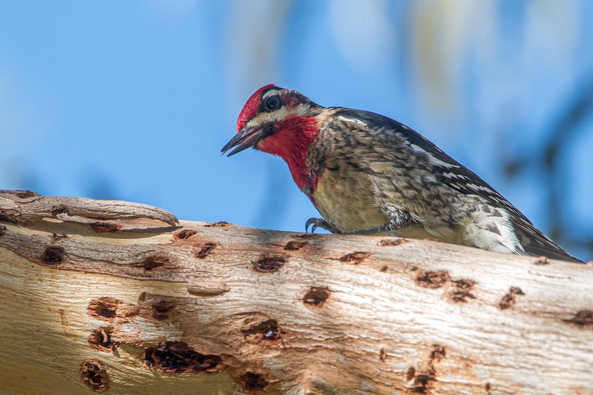 Red-naped x Red-breasted Sapsucker (hybrid) - Braxton Landsman