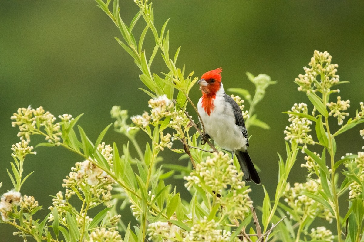 Red-crested Cardinal - ML50036361