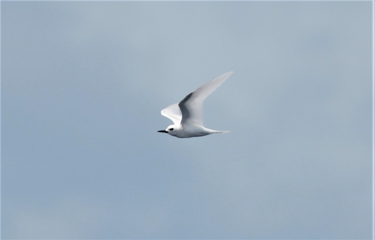 White Tern - Greg Roberts