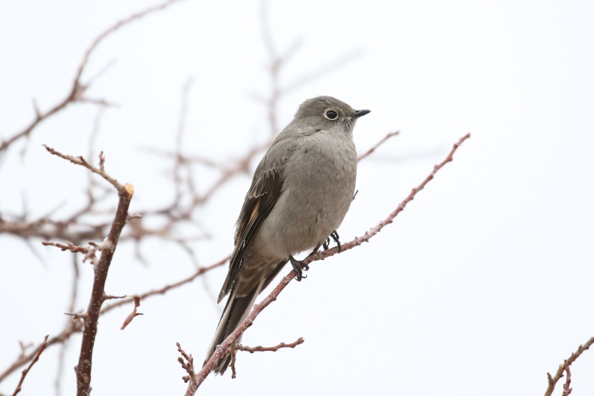 Townsend's Solitaire - ML50037231