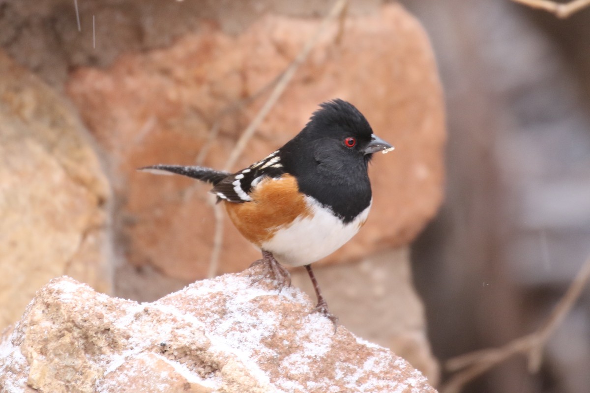 Spotted Towhee - ML50037251