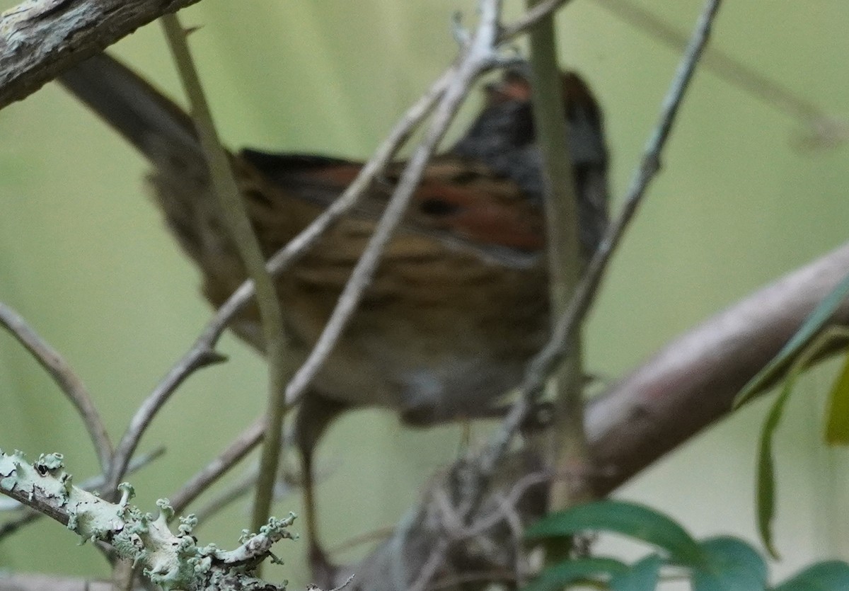Swamp Sparrow - ML500372761