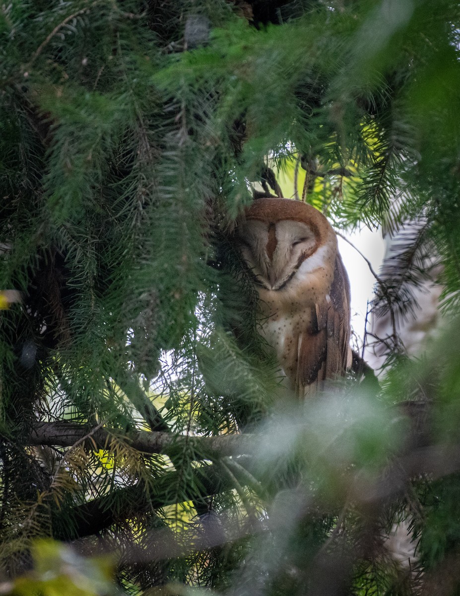 Barn Owl - tara lemezis
