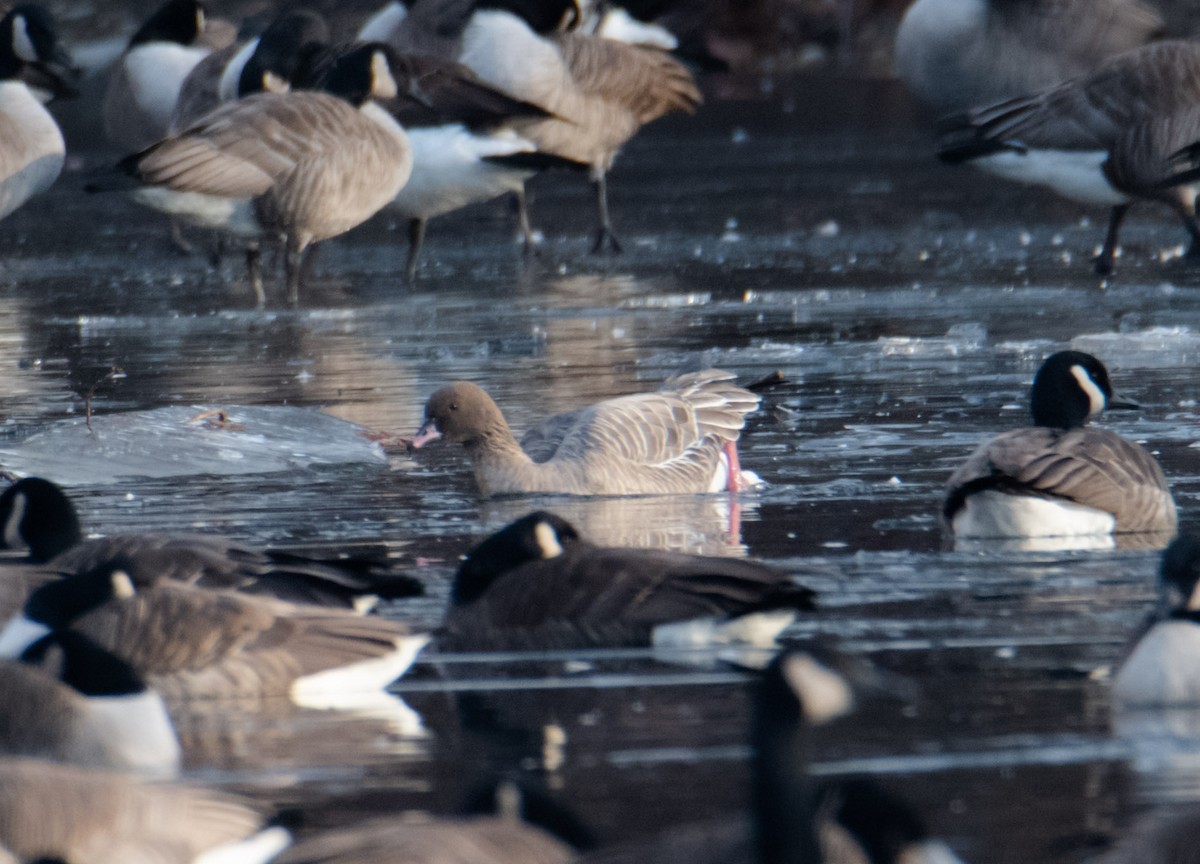 Pink-footed Goose - ML500378121