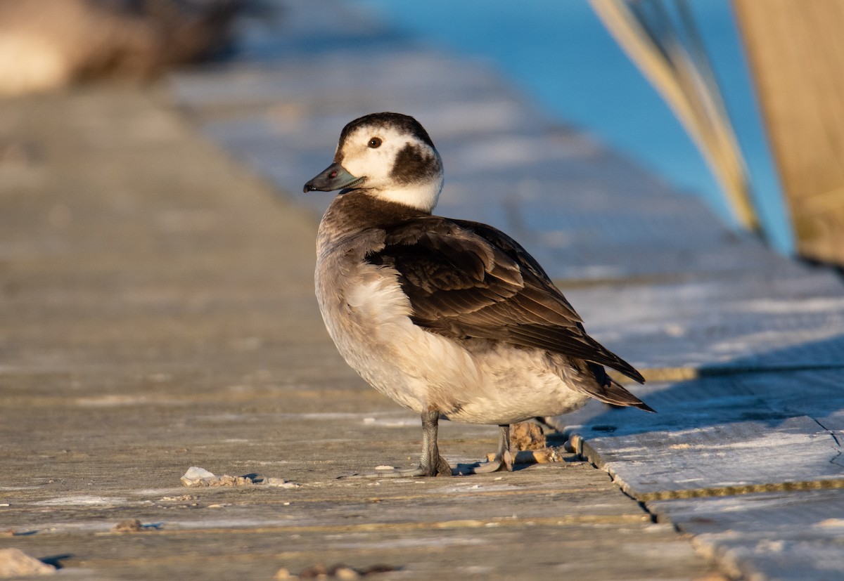 Long-tailed Duck - ML500381071