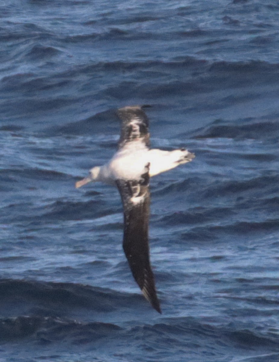 albatros stěhovavý - ML500381921