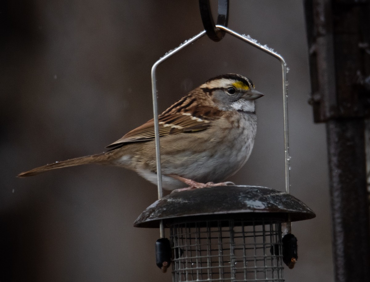 White-throated Sparrow - Trevor Ambrico