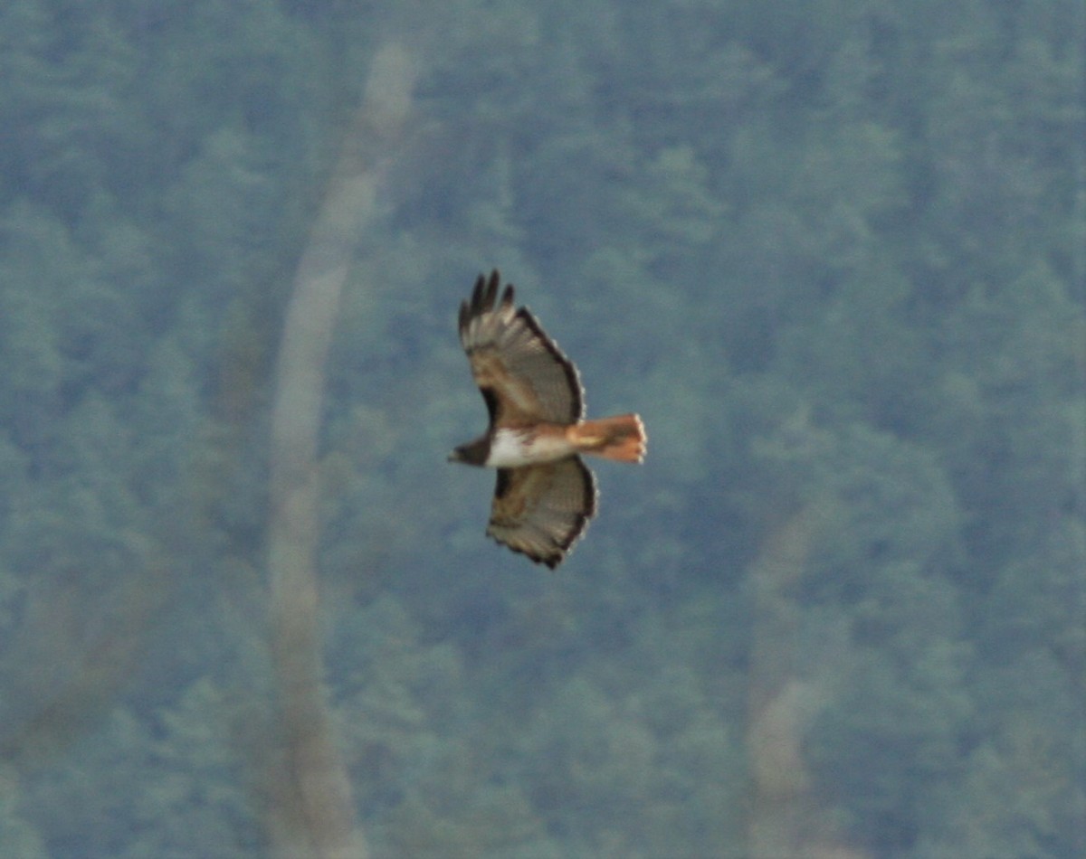 Red-tailed Hawk (kemsiesi/hadropus) - ML500385391