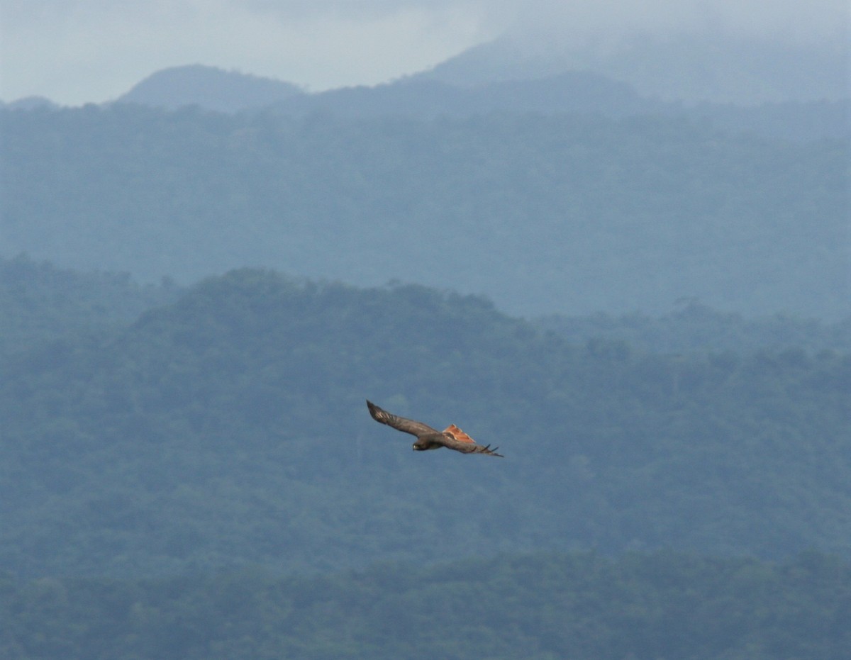 Red-tailed Hawk (kemsiesi/hadropus) - ML500385441