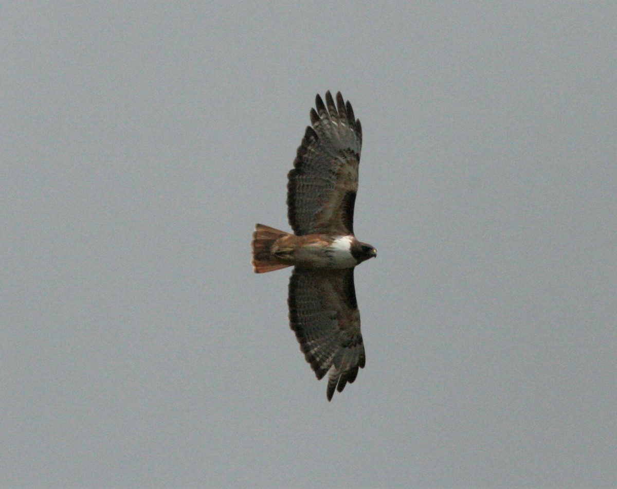 Red-tailed Hawk (kemsiesi/hadropus) - ML500386271