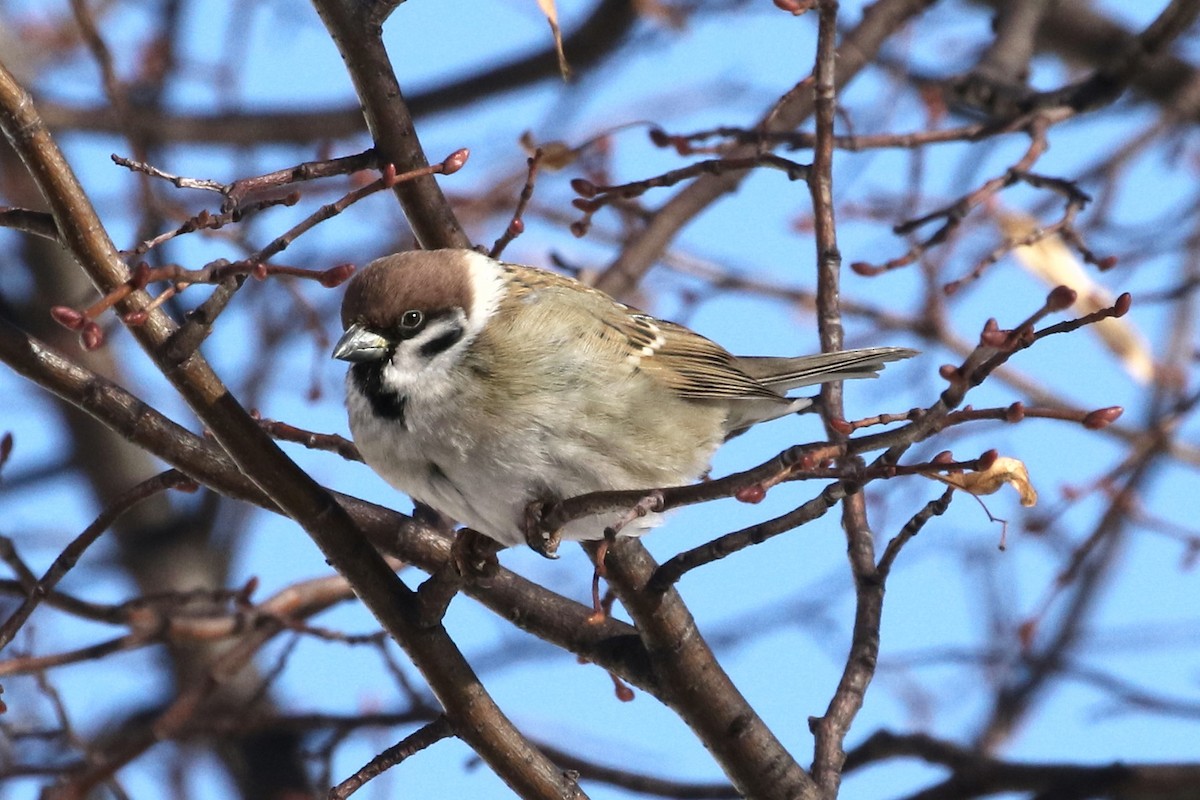 Eurasian Tree Sparrow - Mark Chavez
