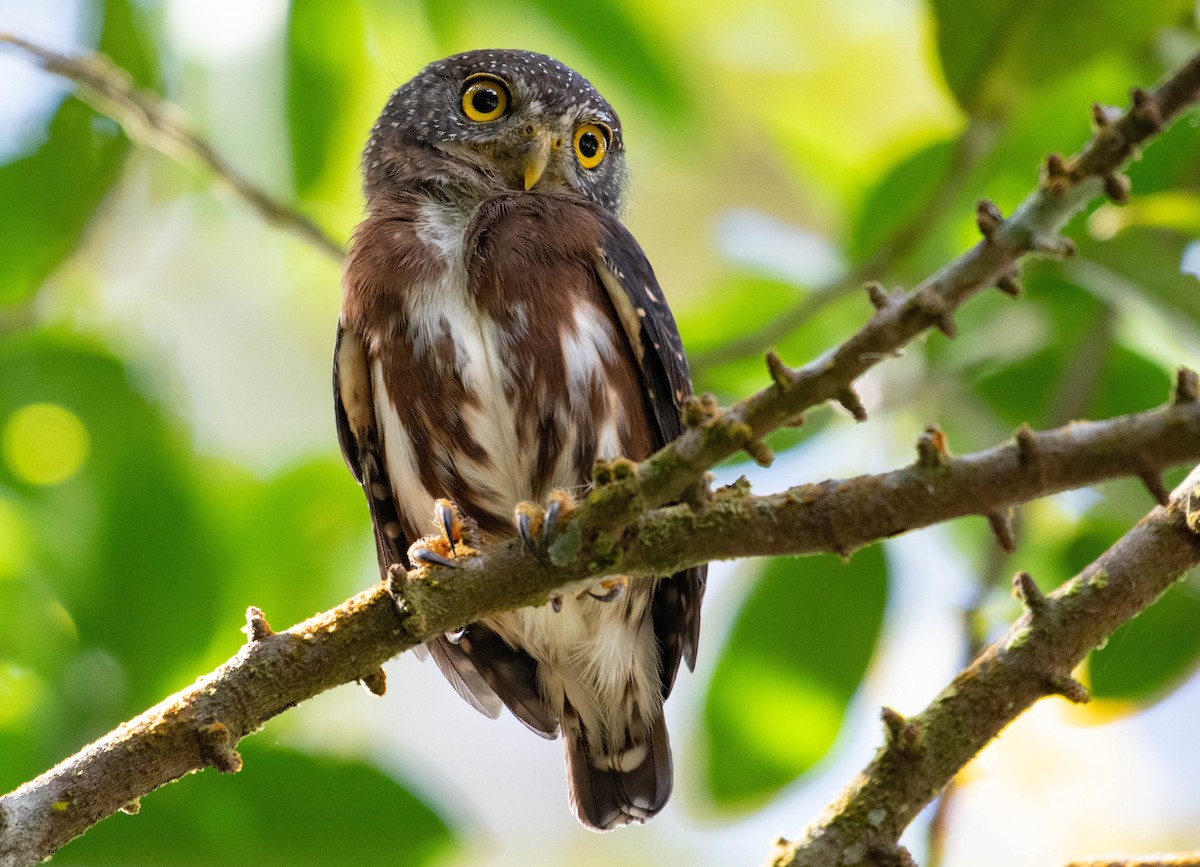 Central American Pygmy-Owl - ML500389371