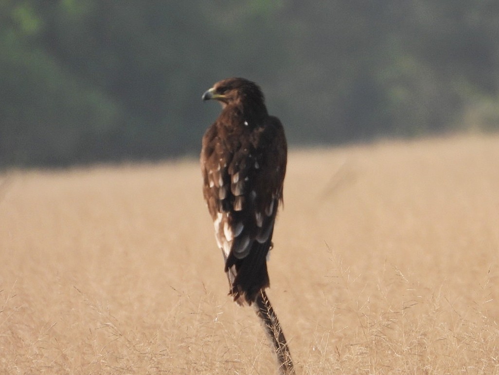 Greater Spotted Eagle - ML500405051