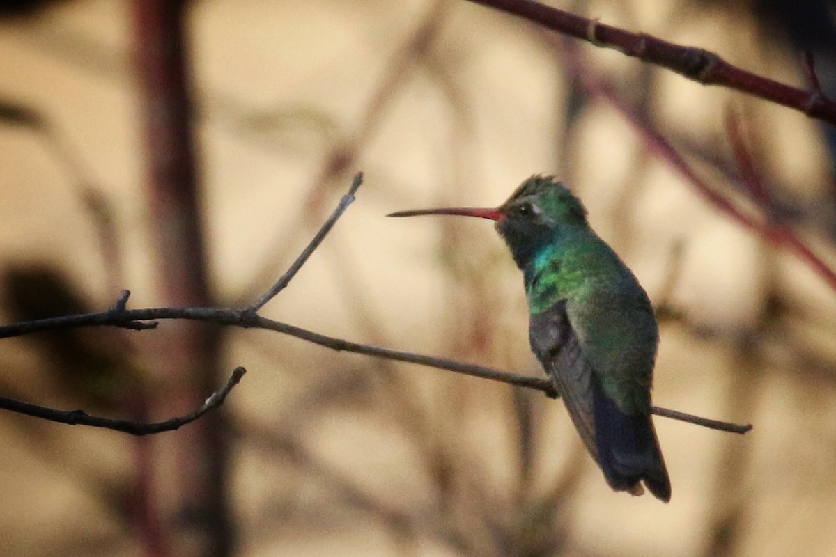 Broad-billed Hummingbird - ML500406831