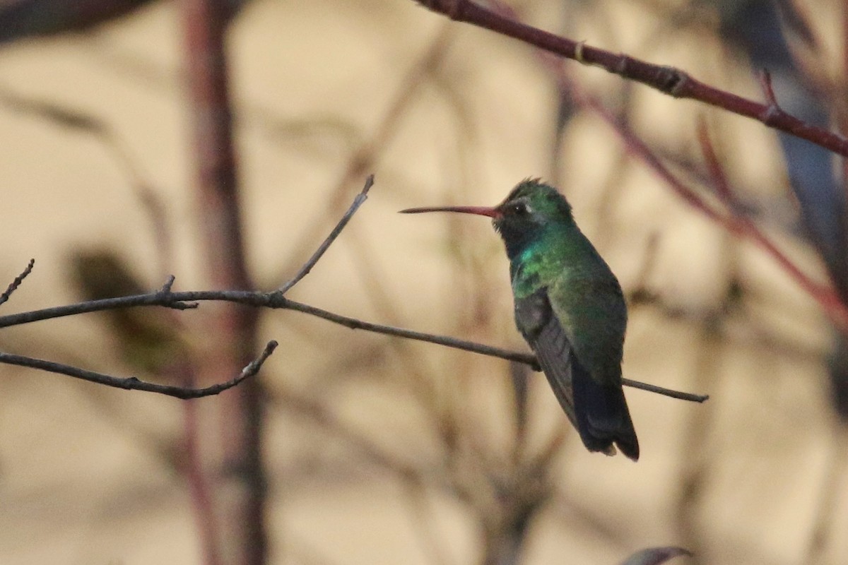 Broad-billed Hummingbird - ML500406841