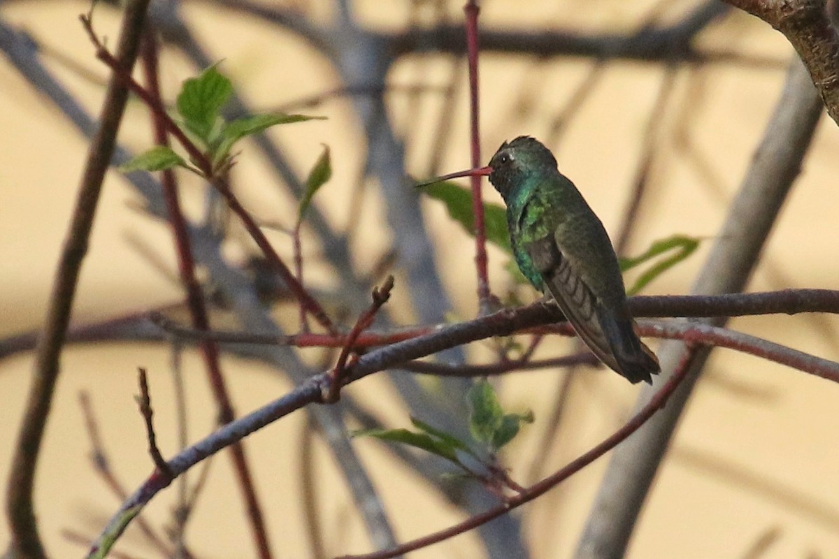 Broad-billed Hummingbird - Chris Brown