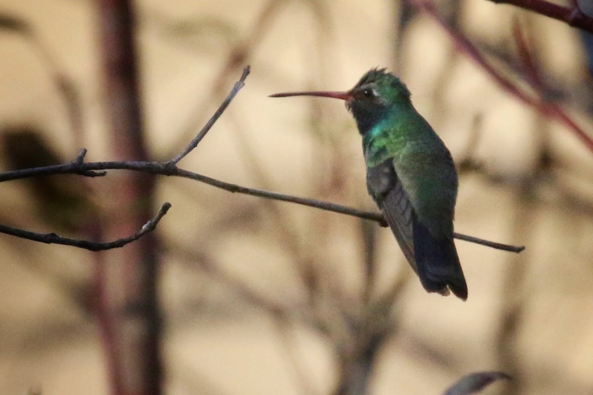 Broad-billed Hummingbird - ML500406861