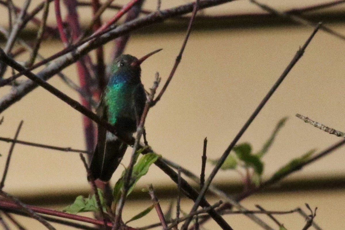 Broad-billed Hummingbird - ML500406871