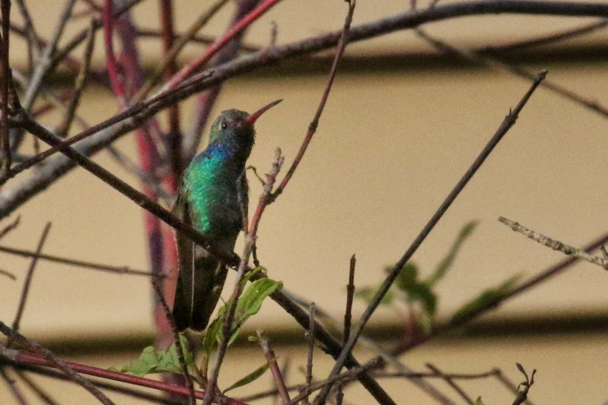 Broad-billed Hummingbird - ML500406881