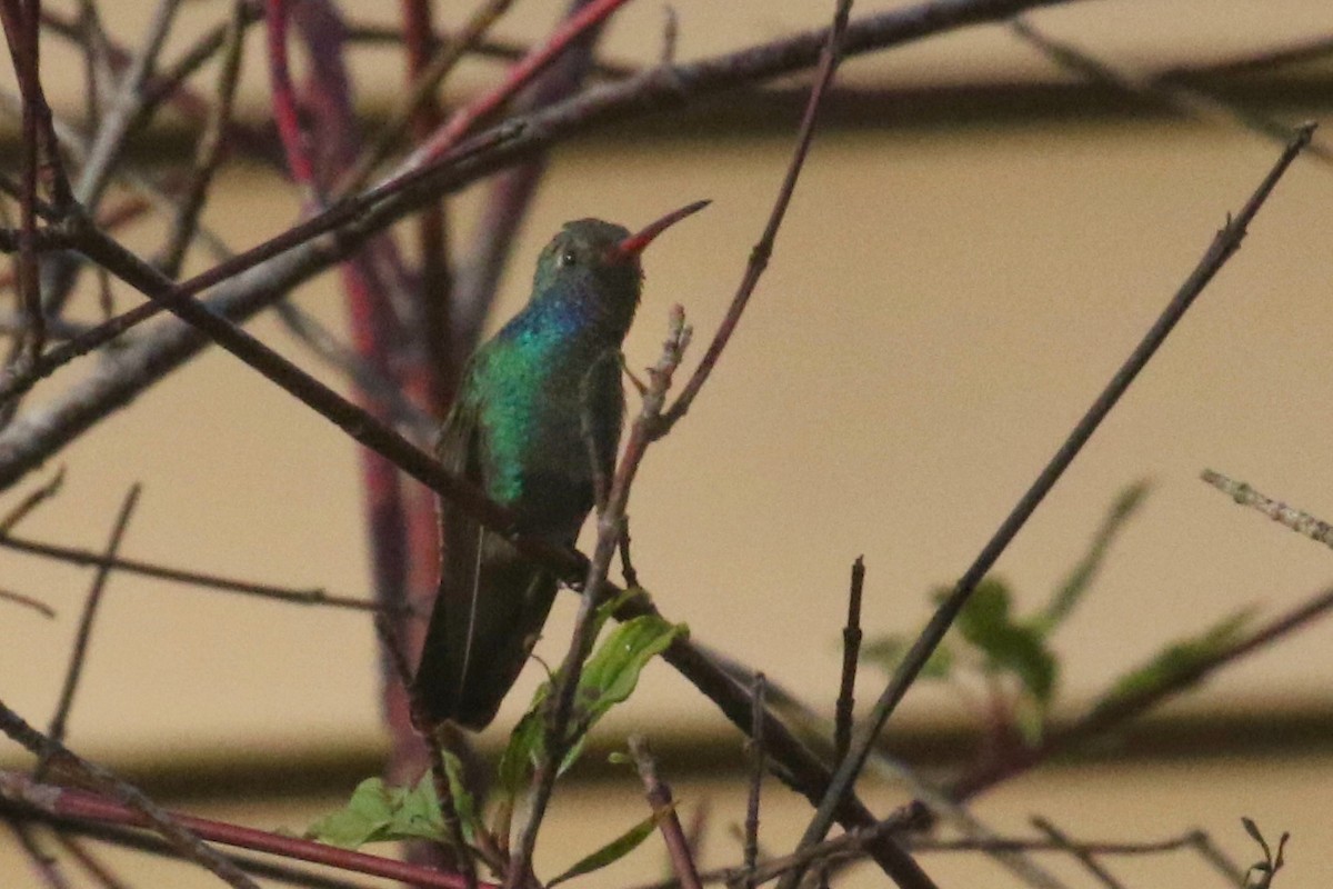 Broad-billed Hummingbird - ML500406891