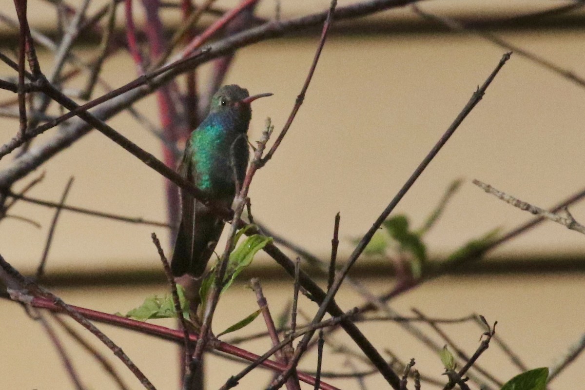 Broad-billed Hummingbird - ML500406901