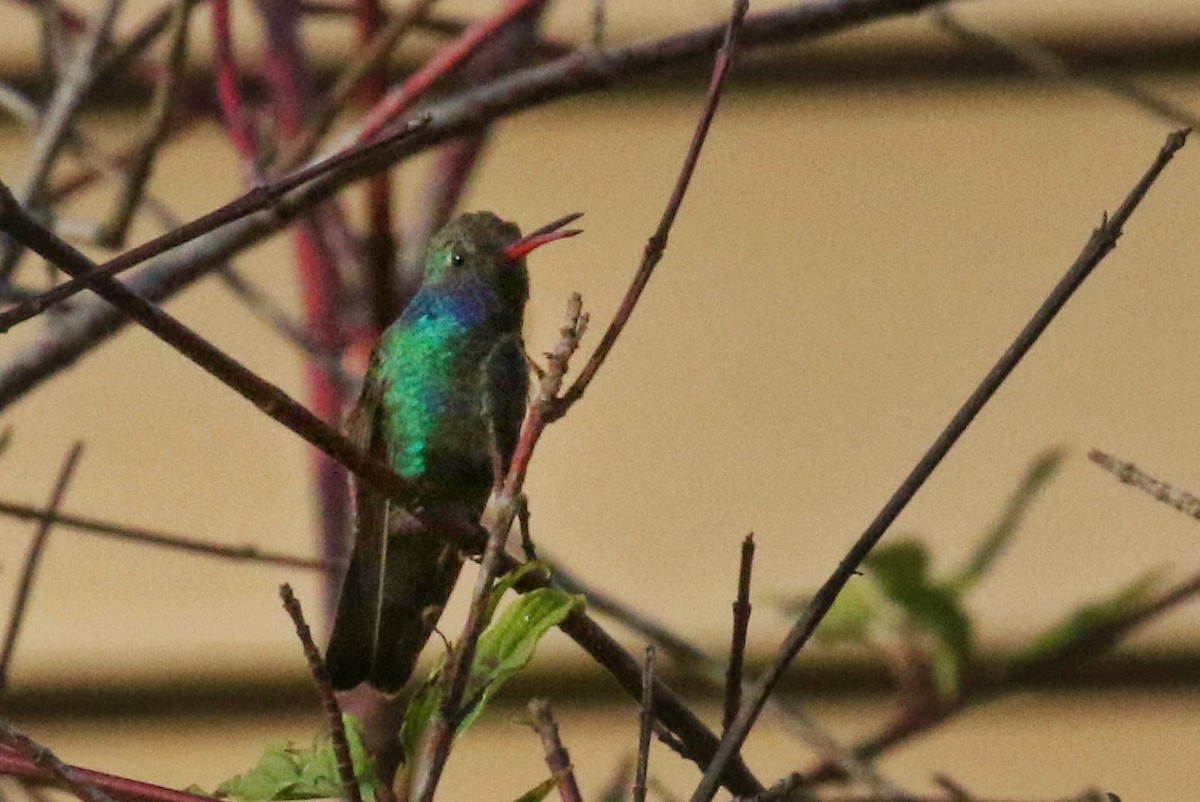 Broad-billed Hummingbird - ML500406911