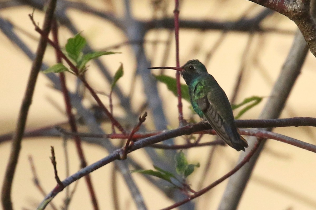 Broad-billed Hummingbird - ML500406921