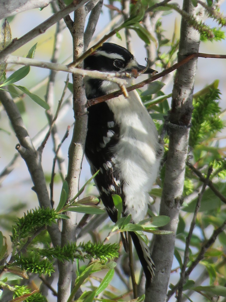 Downy Woodpecker - Denise Riddle