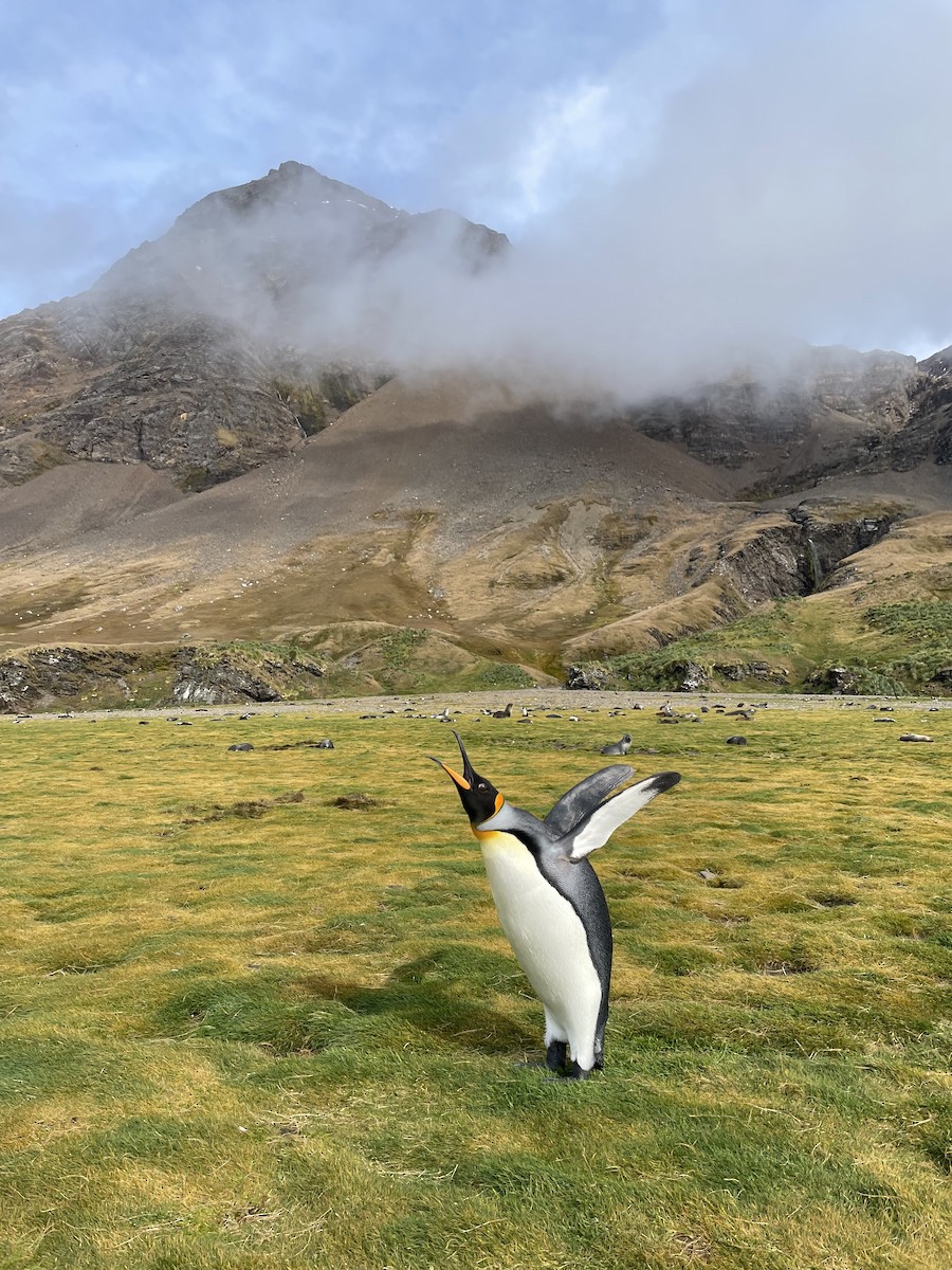 tučňák patagonský - ML500407351