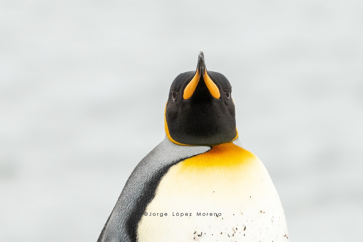 King Penguin - ML500407981
