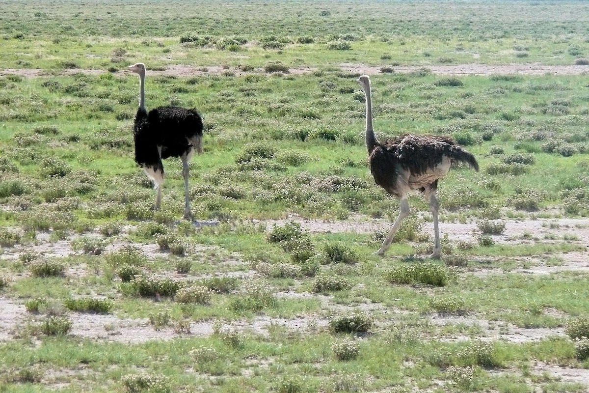 Common Ostrich - Teresa Cohen