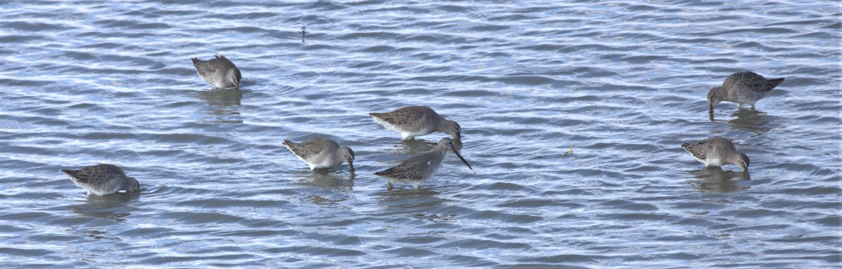 Long-billed Dowitcher - ML500411101