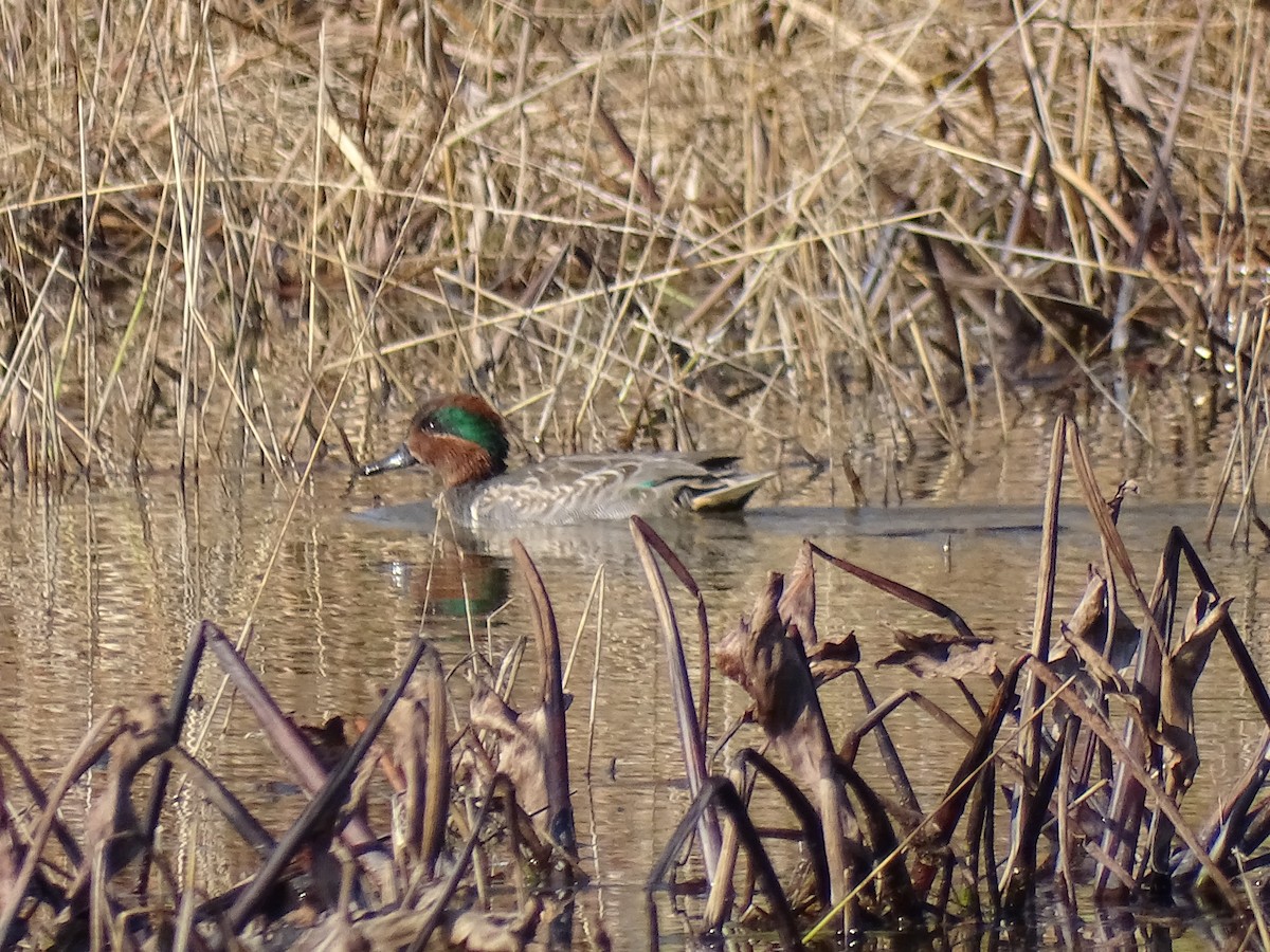 Green-winged Teal - ML500414381