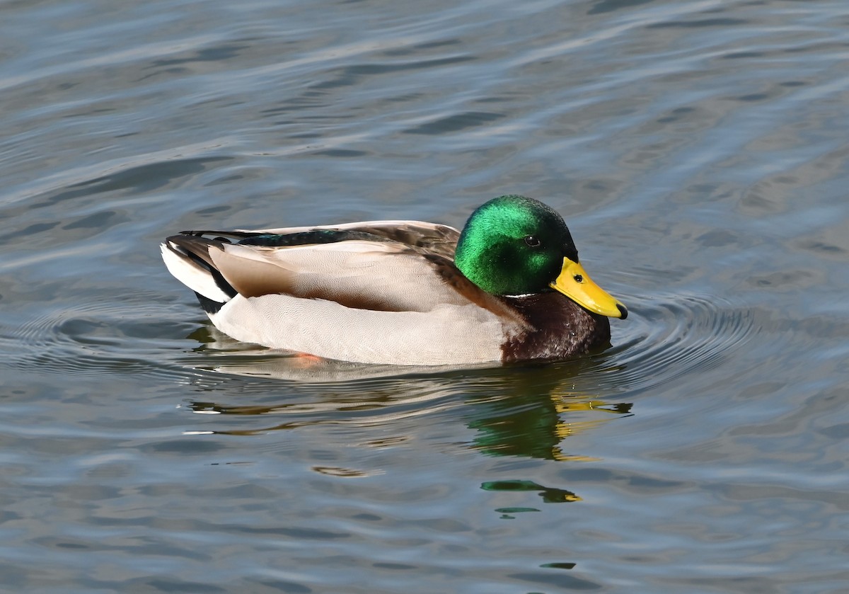 eBird Checklist - 2 Nov 2022 - Deputy Darren Goforth / Horsepen Creek ...