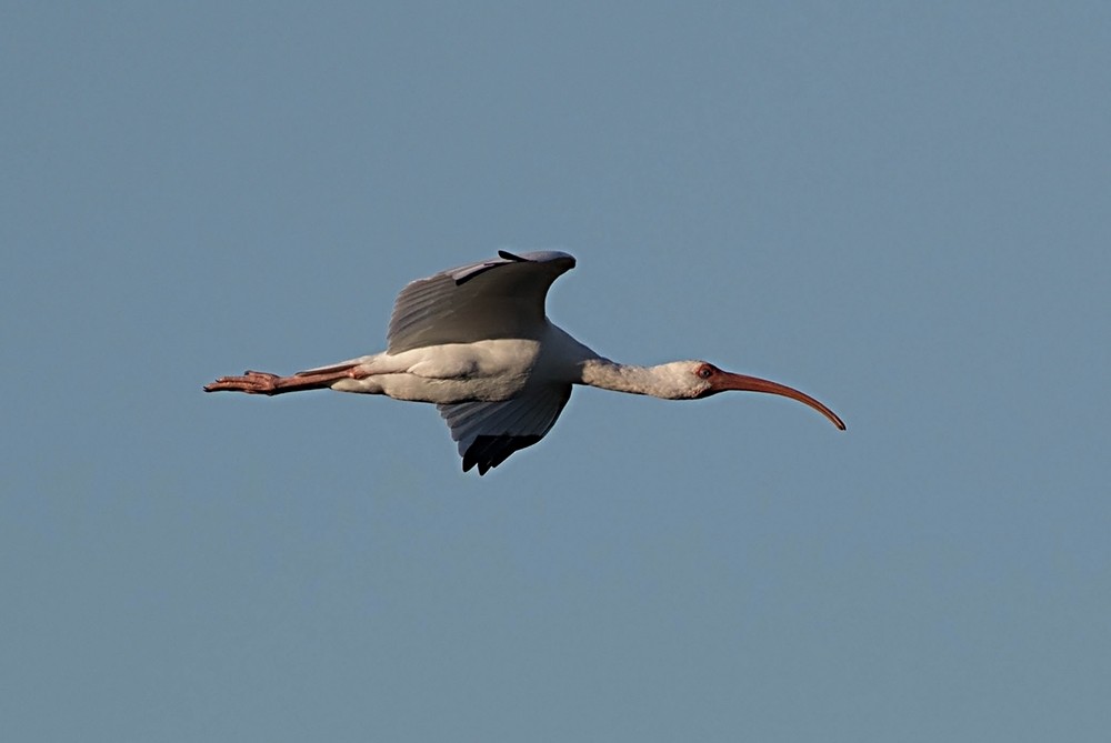 ibis bílý - ML50042021