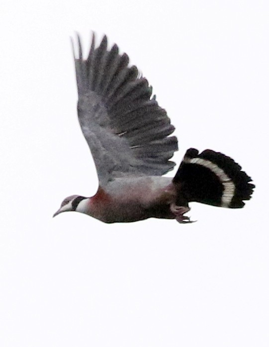 Collared Imperial-Pigeon - ML500422721