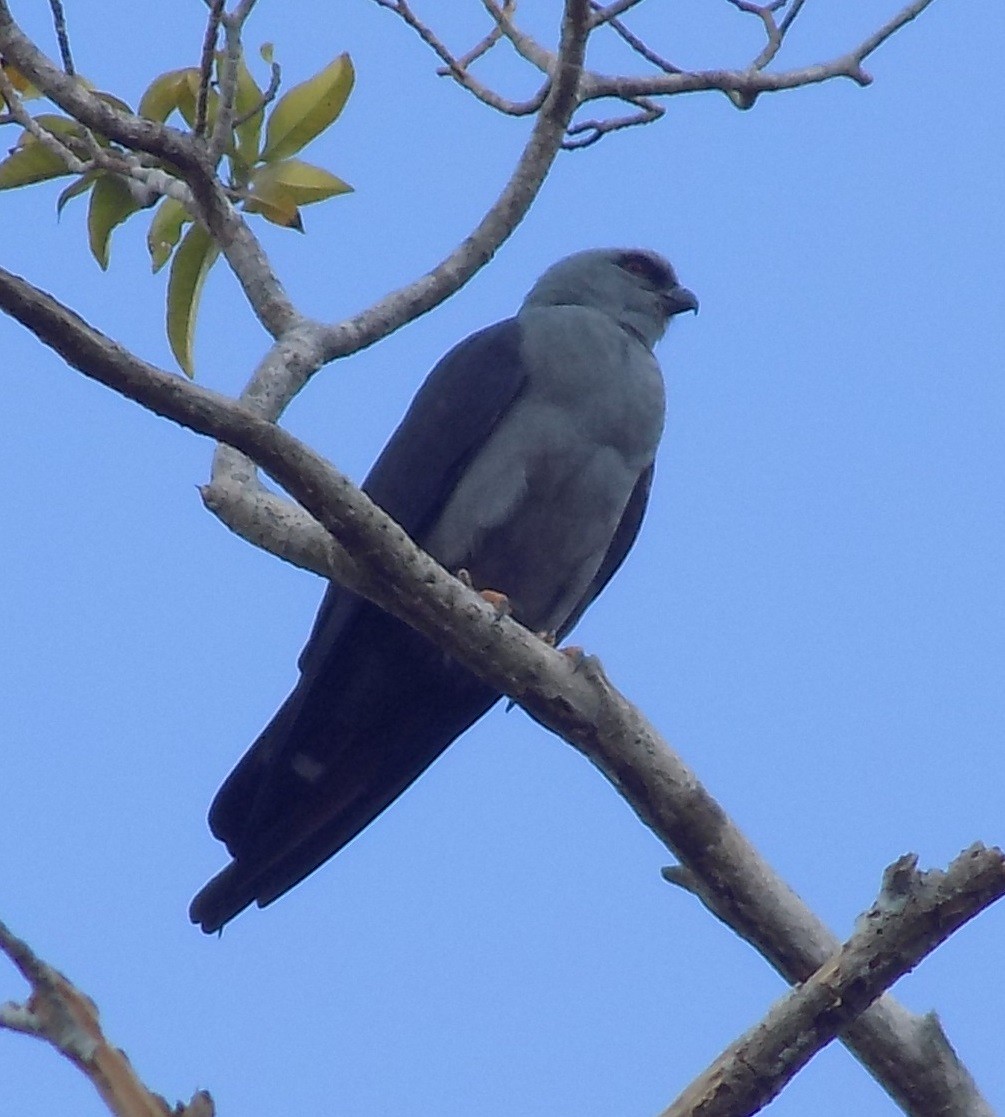 Plumbeous Kite - Basilio Mes / Belize Bird Guide