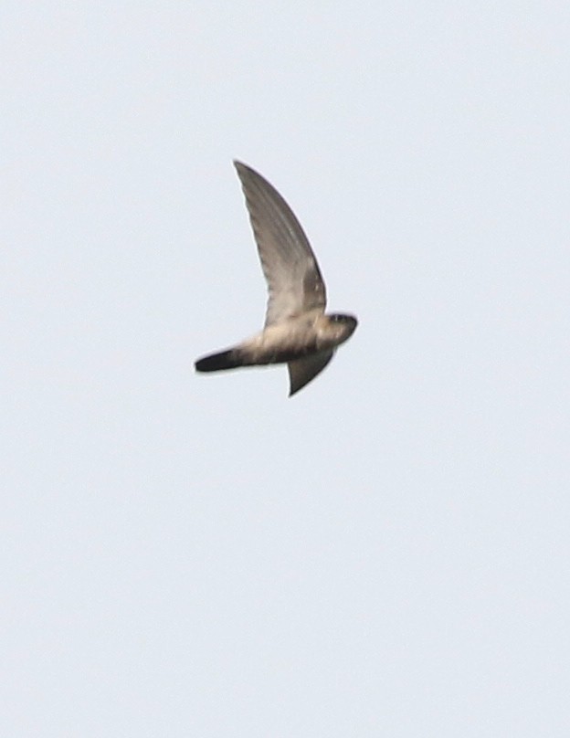 Papuan Spinetailed Swift - ML500425691