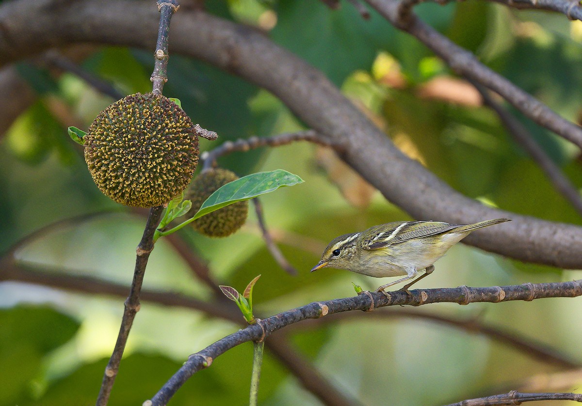 Yellow-browed Warbler - ML500425821