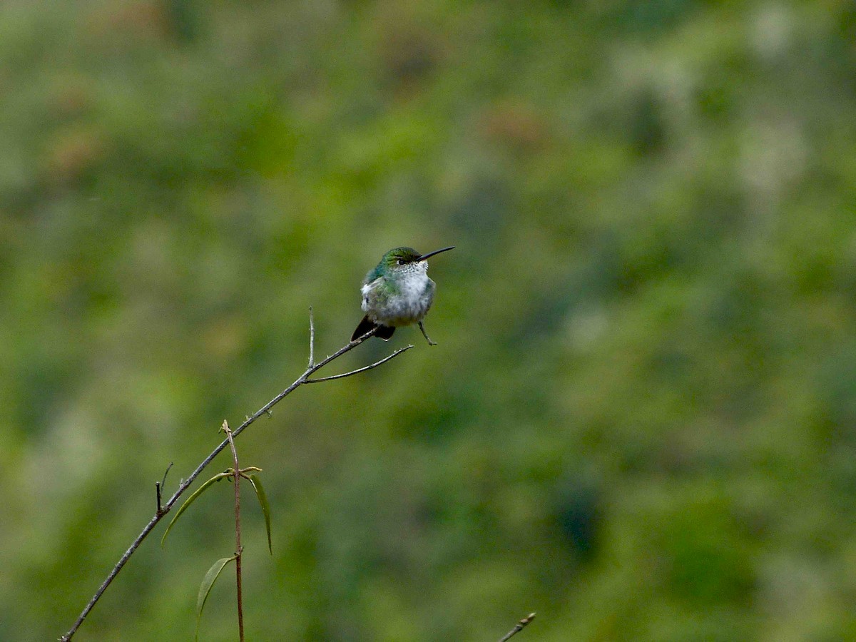 Green-and-white Hummingbird - ML50043231