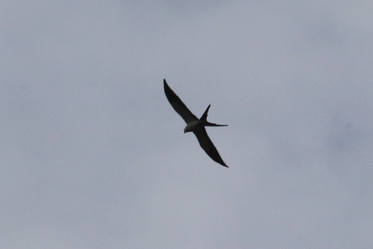 Swallow-tailed Kite - ML500434211