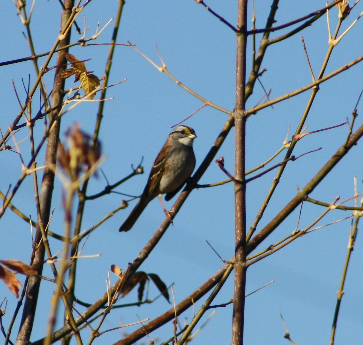 White-throated Sparrow - ML500438301