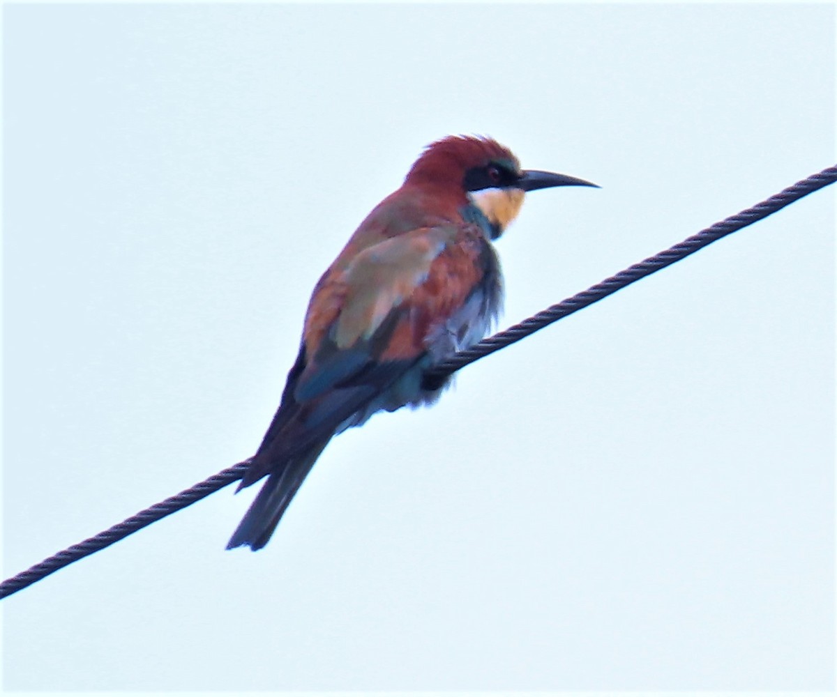 European Bee-eater - ML500449131