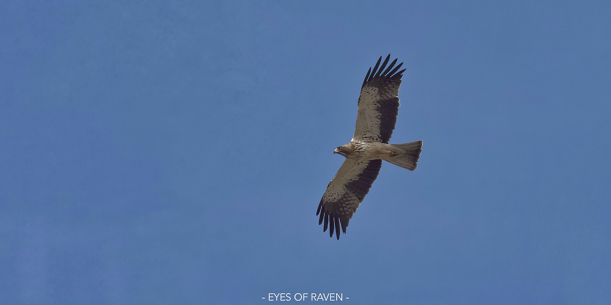 Booted Eagle - Raven X
