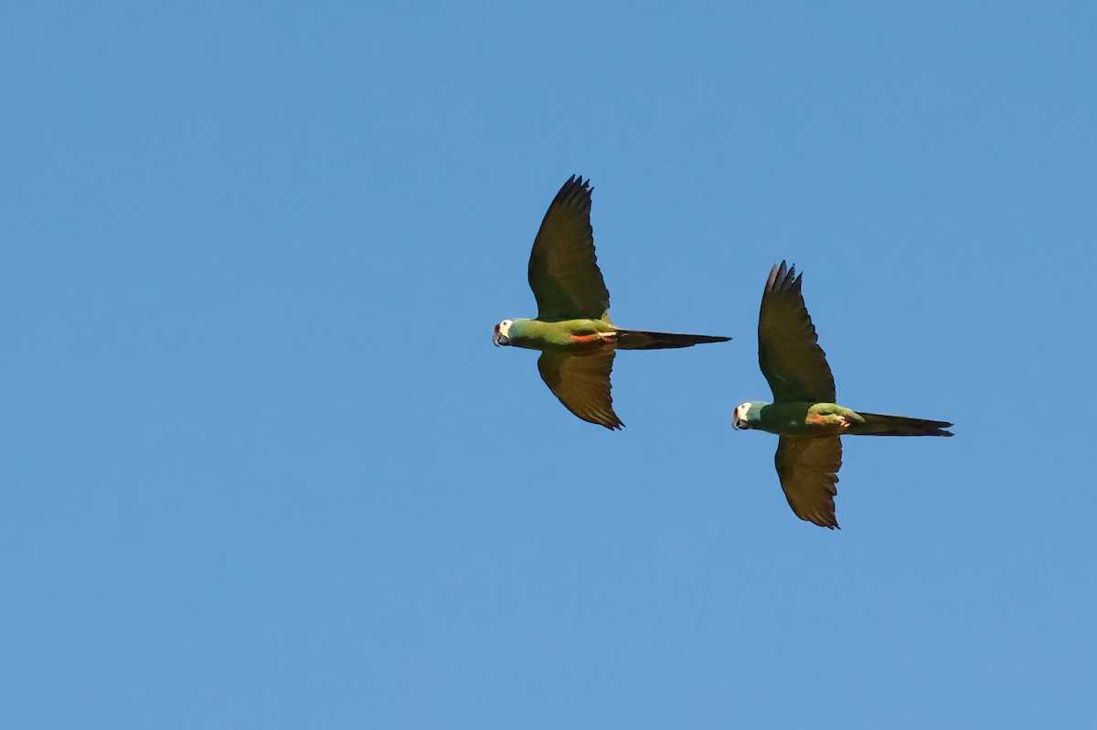 Blue-winged Macaw - Greg Bodker