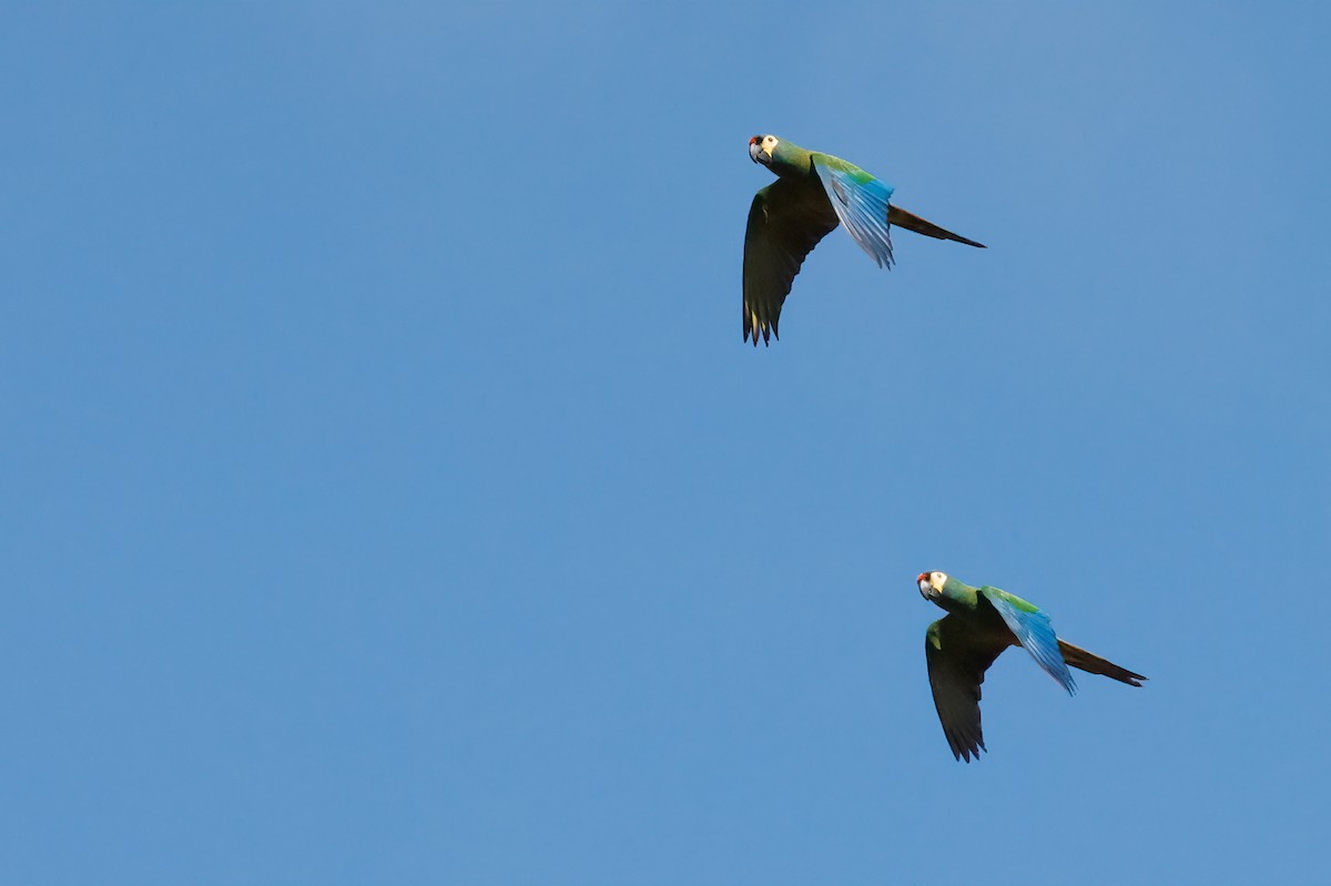 Blue-winged Macaw - Greg Bodker
