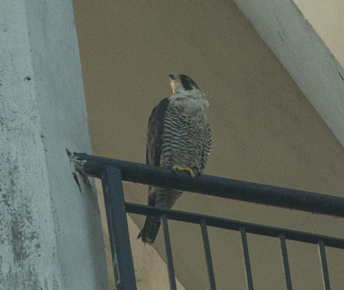 Peregrine Falcon - SWARUP SAHA